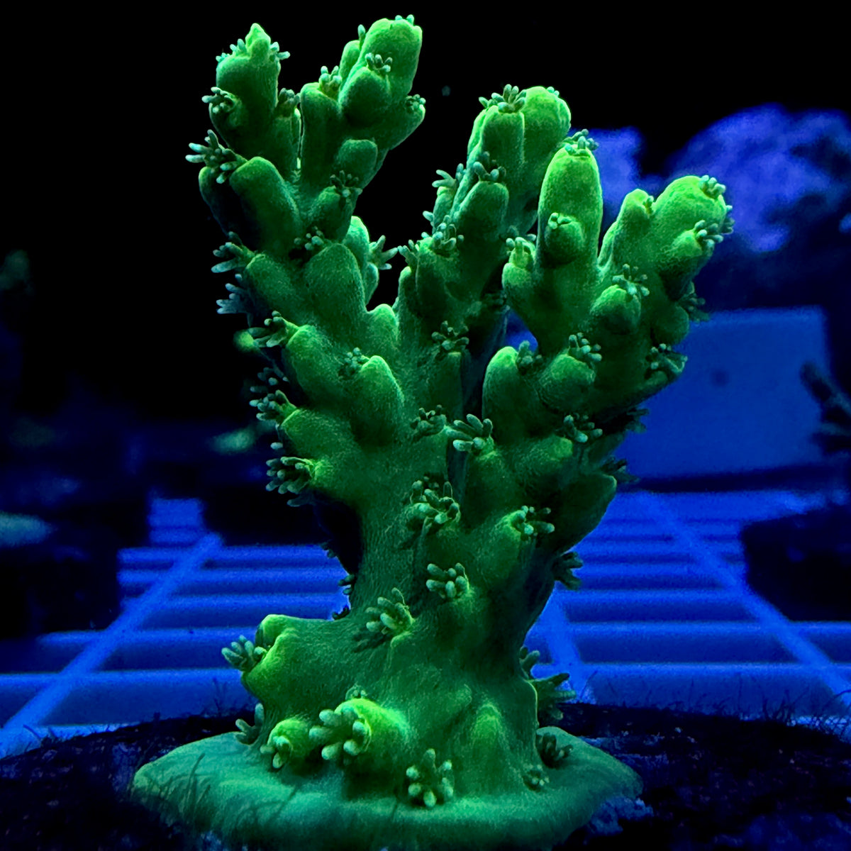 ECC Green Star Acropora