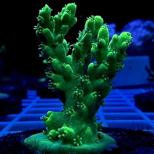 ECC Green Star Acropora