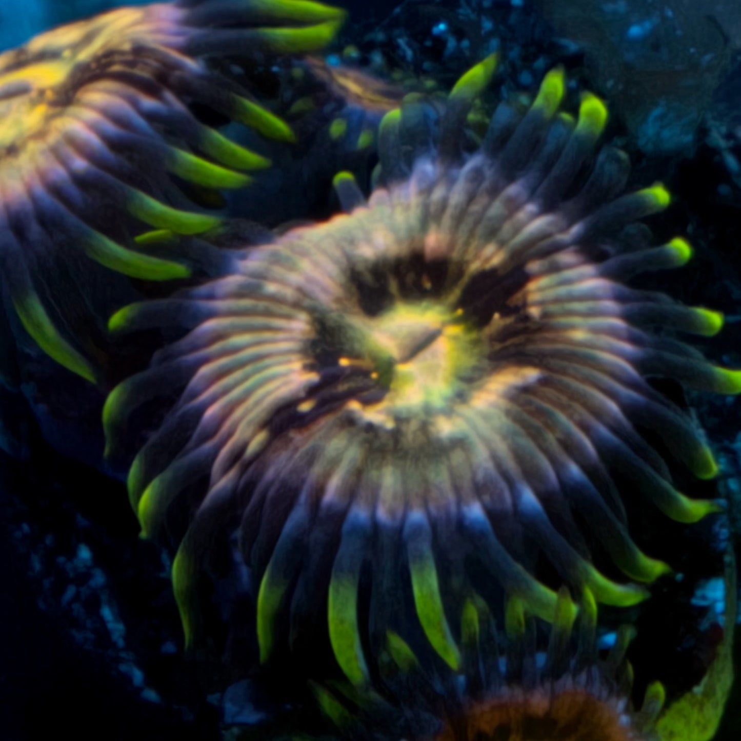 Nirvana Zoanthid