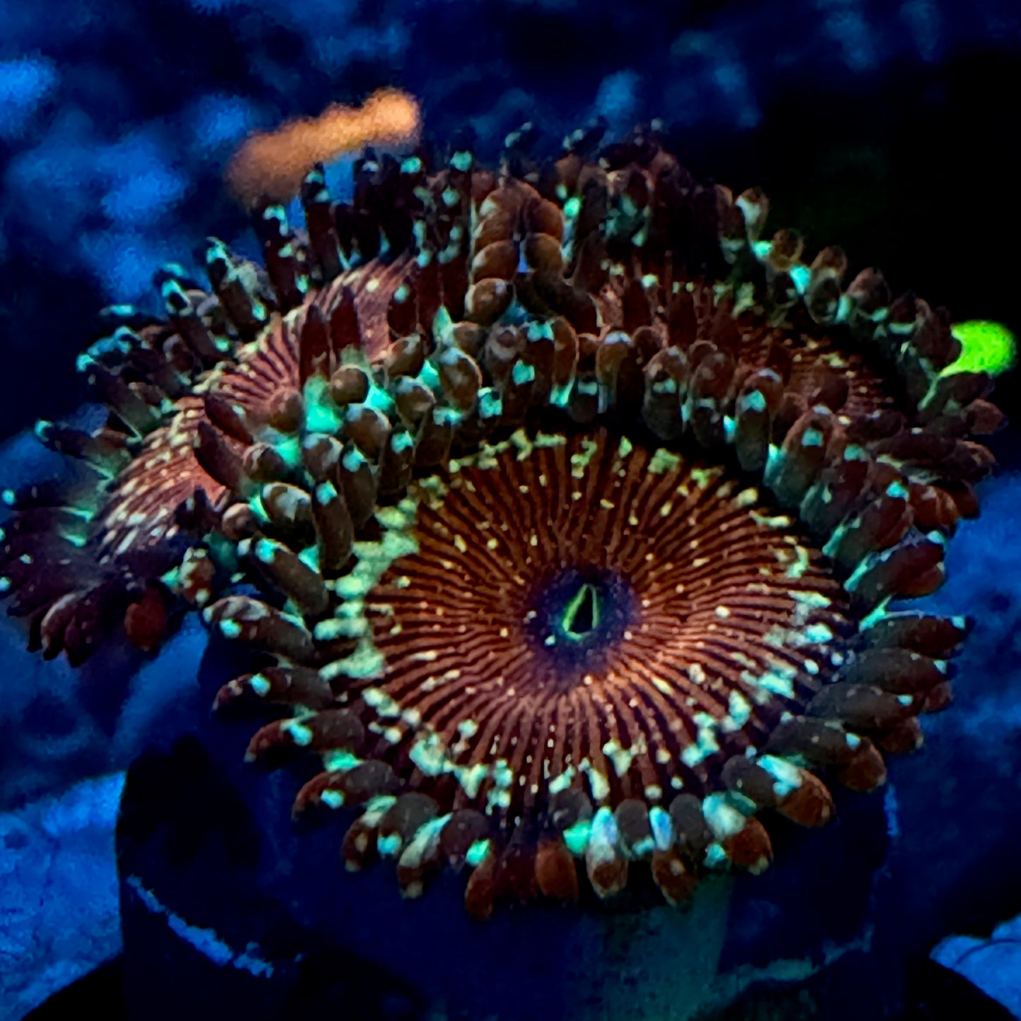 Seduction Zoanthid