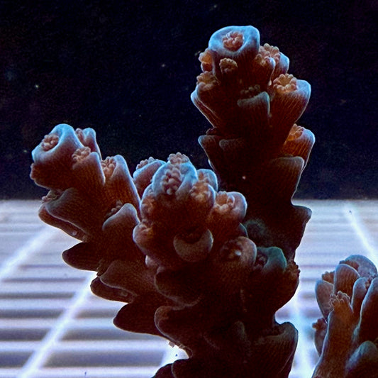 Blue Tort Acropora