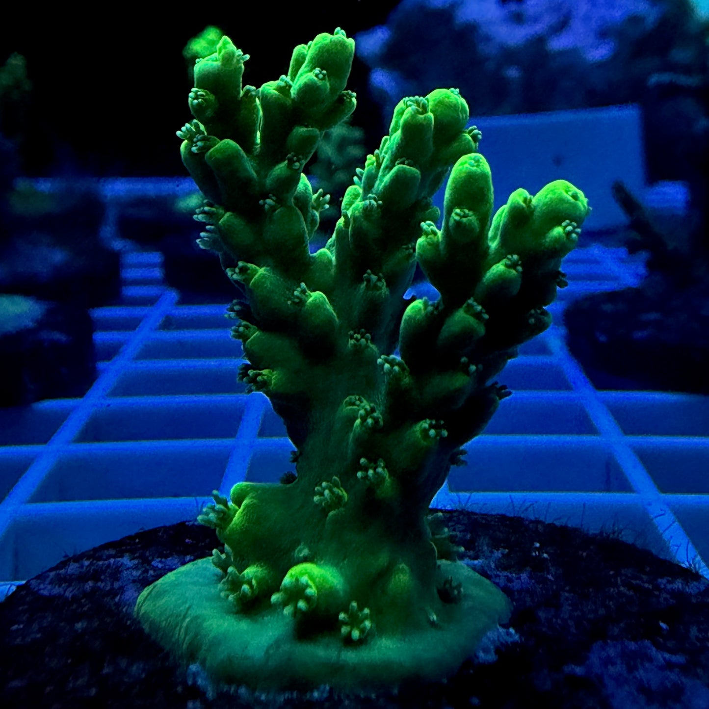 ECC Green Star Acropora