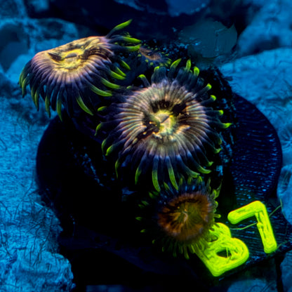 Nirvana Zoanthid