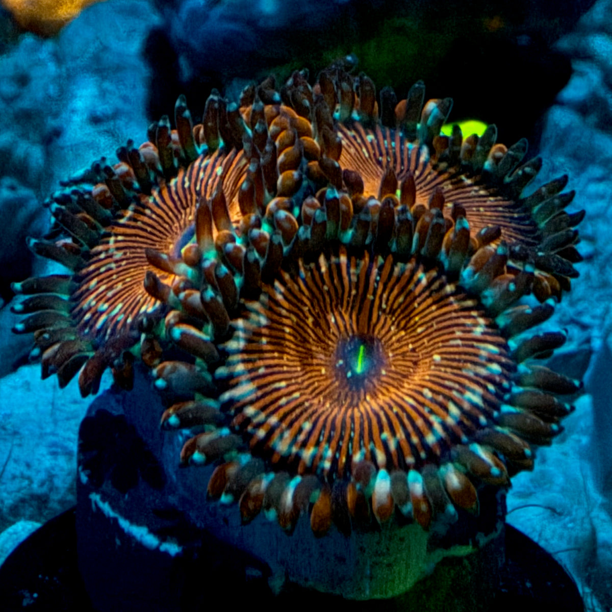 Seduction Zoanthid