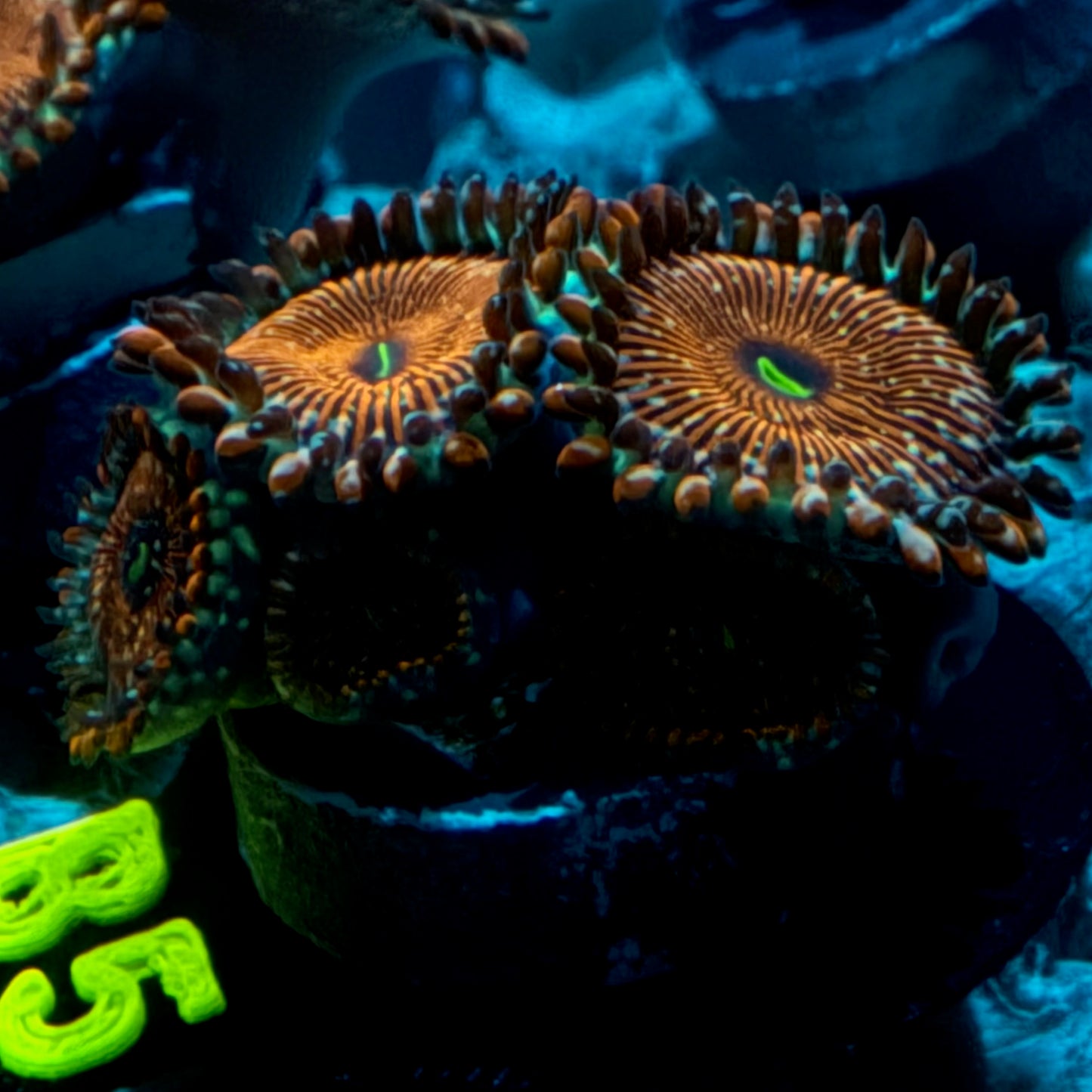 Seduction Zoanthid