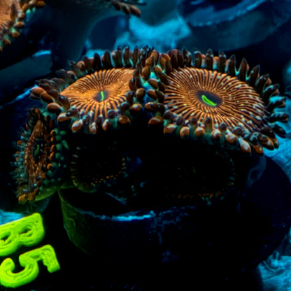 Seduction Zoanthid