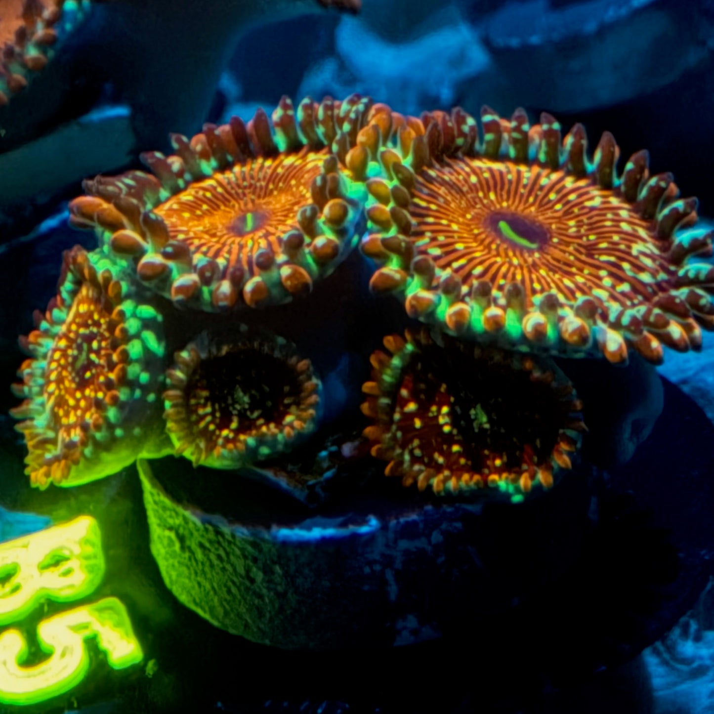 Seduction Zoanthid