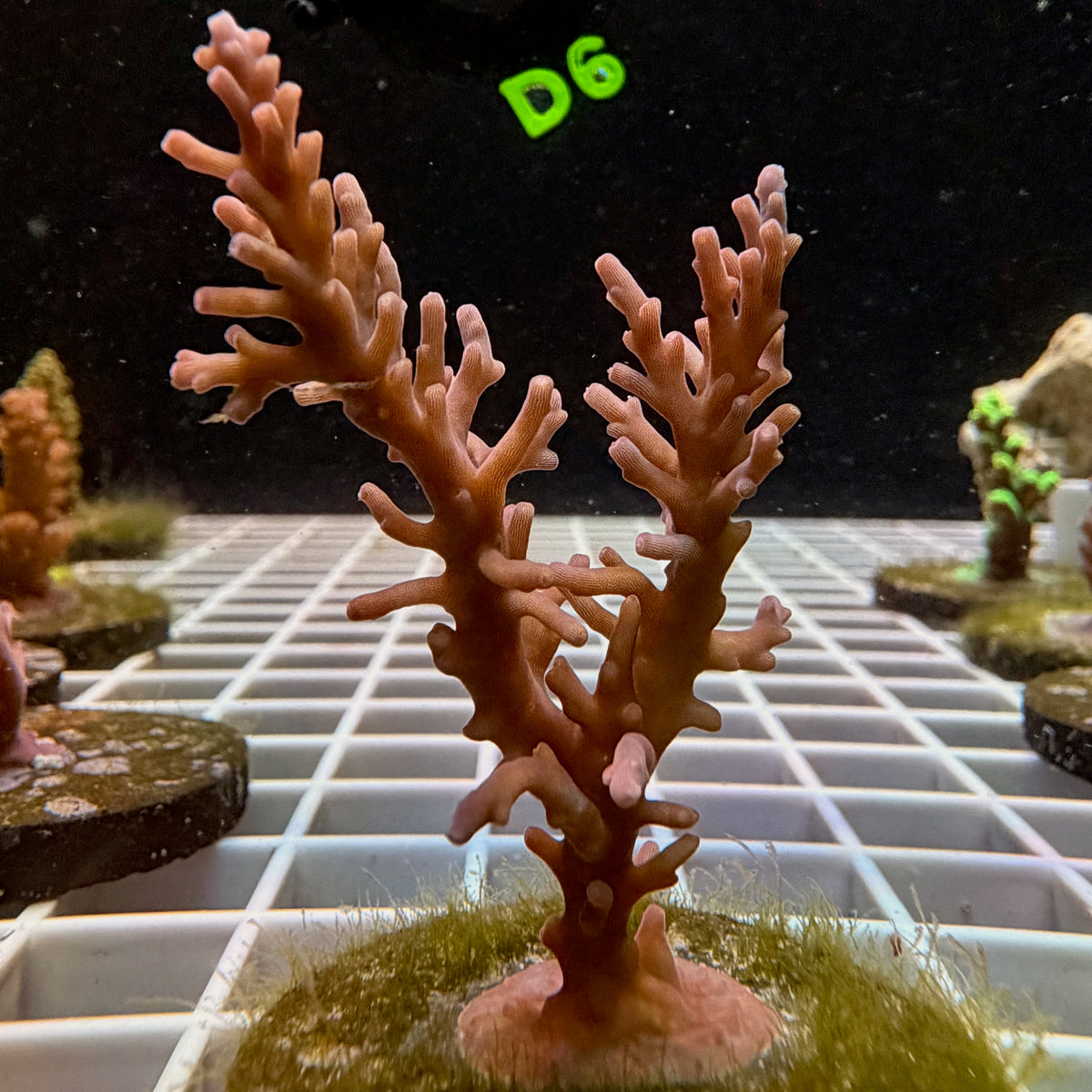 Red Dragon Acropora