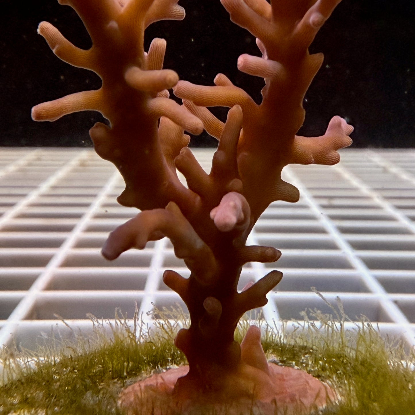 Red Dragon Acropora