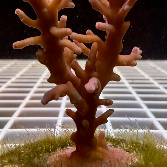Red Dragon Acropora