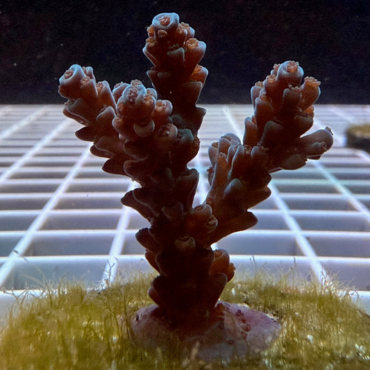 Blue Tort Acropora