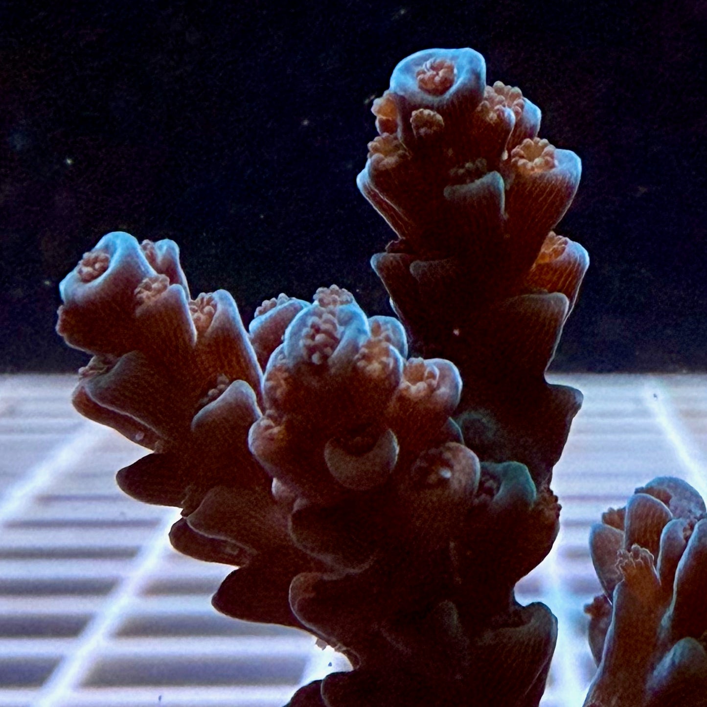 Blue Tort Acropora