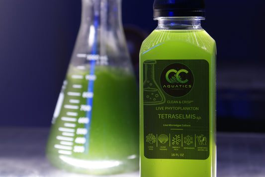 Clean & Crisp - Tetraselmis Live Phytoplankton | 16 fl oz